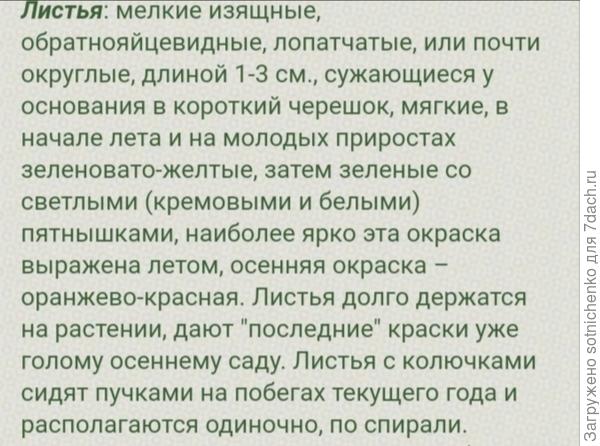 Информация из интернета с описанием сорта "Pow wow" Berberis thunbergii.