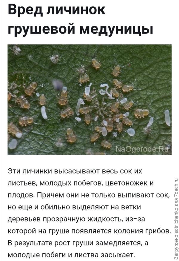 Личинки грушевой листоблошки.