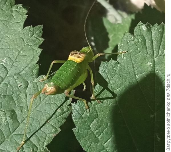 Угрожал мне устрашающей позой.