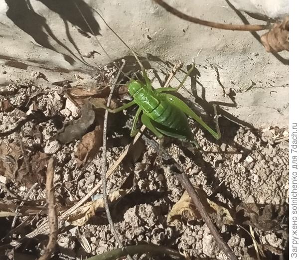 Невдалике находилась скорее всего "подружка".
