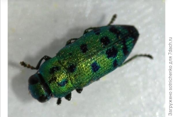 Кипарисовая радужная златка (Lamprodila festiva). )