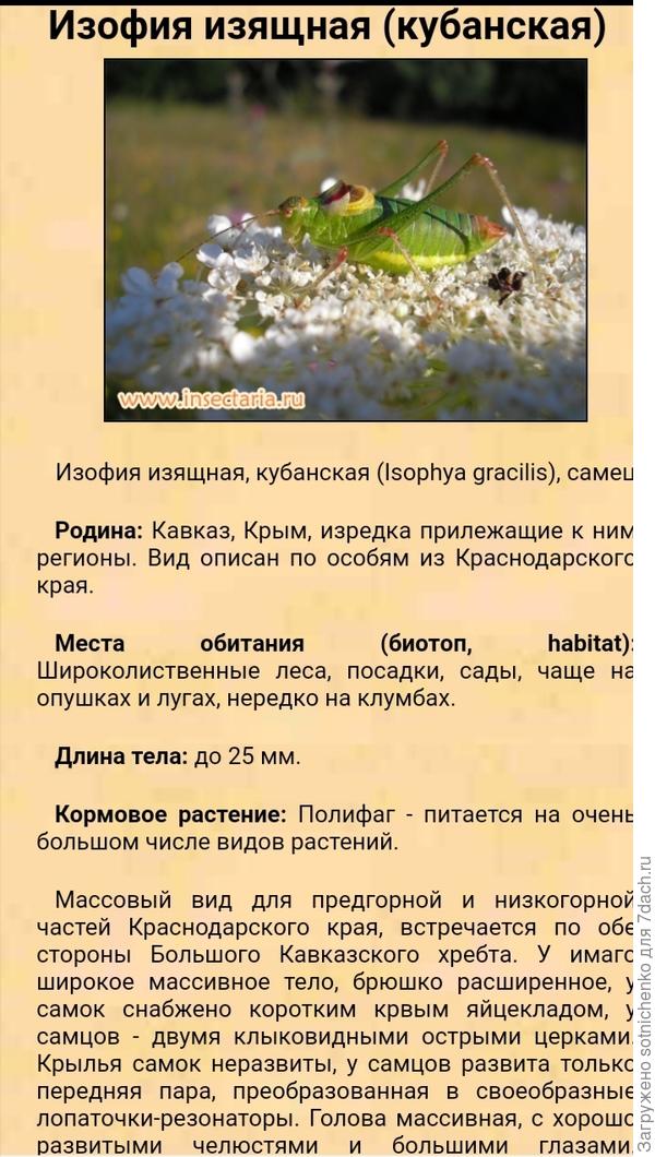 Изофия изящная.