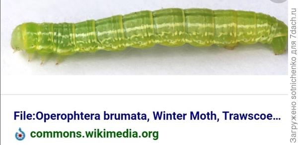 Зимняя пяденица .