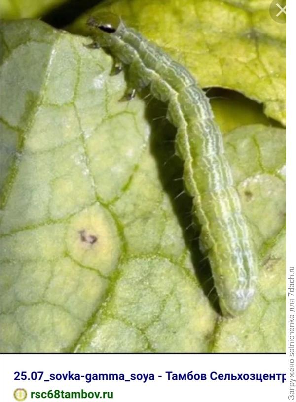 Металловидка - гамма.