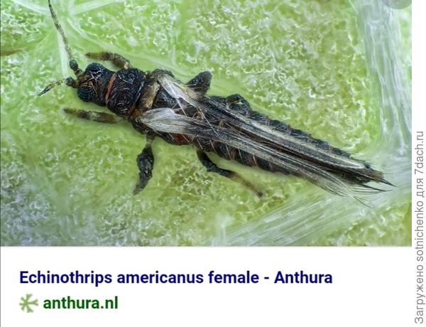 Эхиноптерис американский.