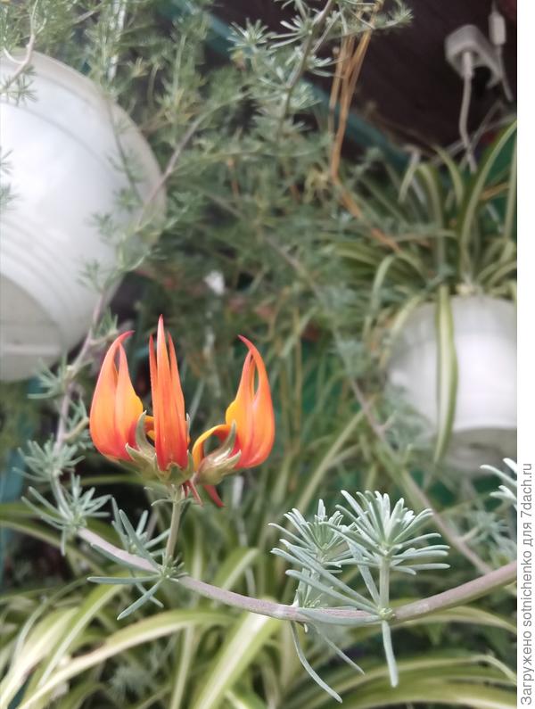 Лядвенец и его "клювастый" цветок.