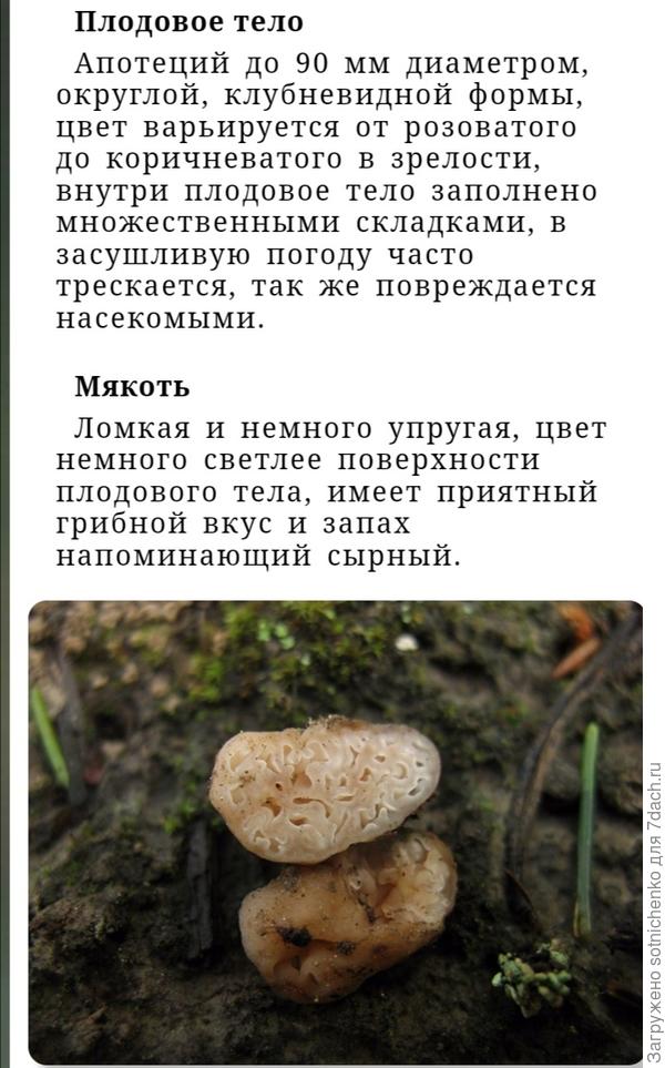 Информация о  Hydnotrya tulasnei из интернета.