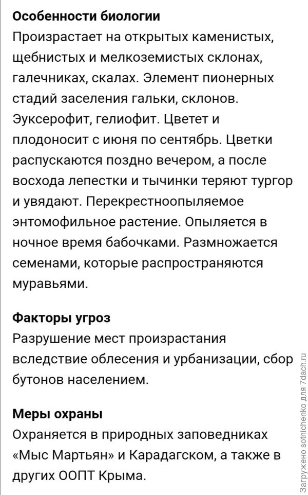 Немного информации о каперсах  травянистых.