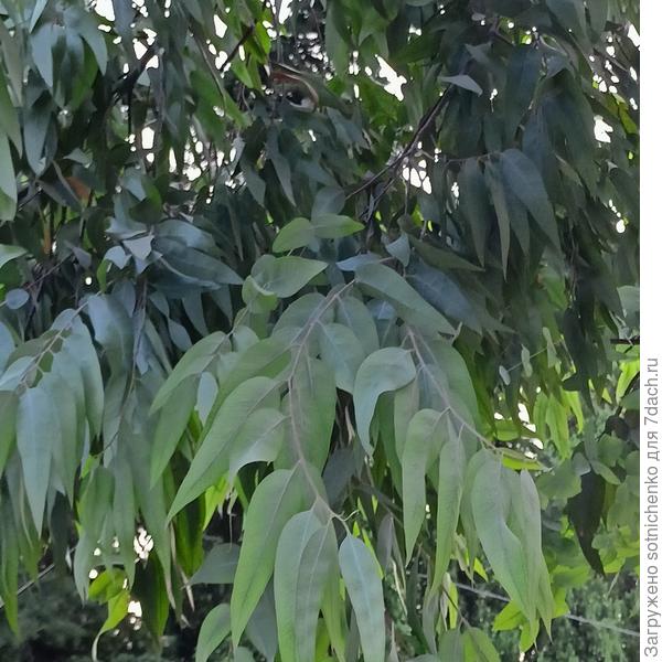 Сизо-голубой цвет листвы.