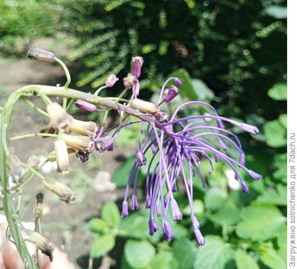 Скорее всего, что это Леопольдия хохлатая, фото от 30 мая.