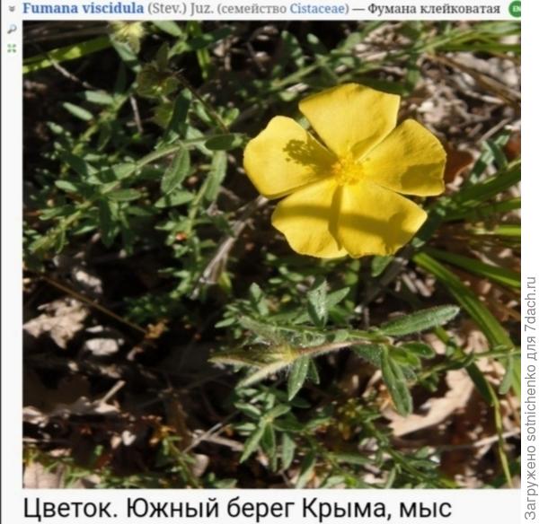 Фумана клейковатая на сайте Плантариум.