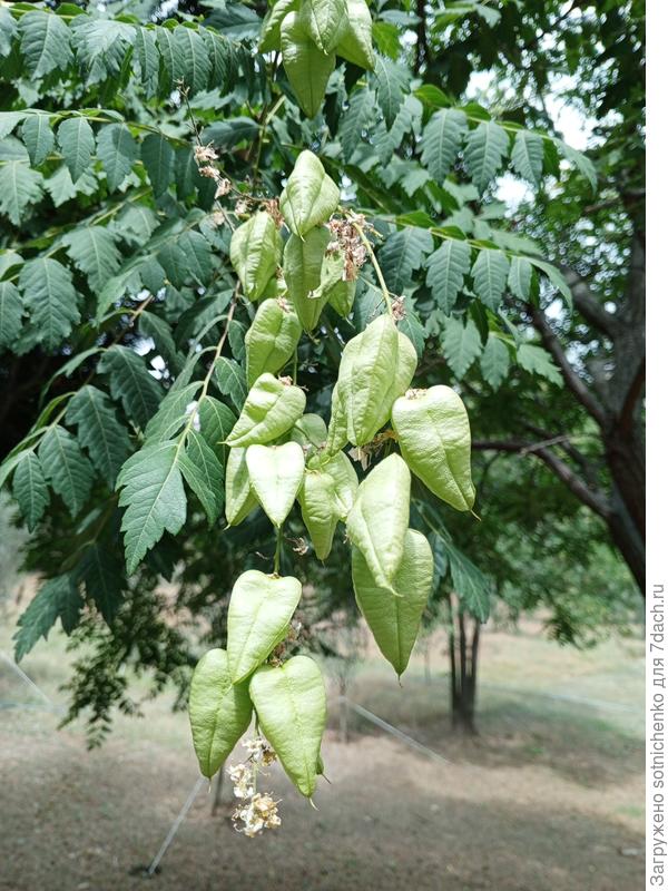 Гурзуф, плоды Кельрейтерии метельчатой.