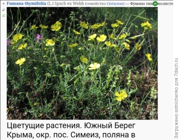 Фумана тимьянолистная.