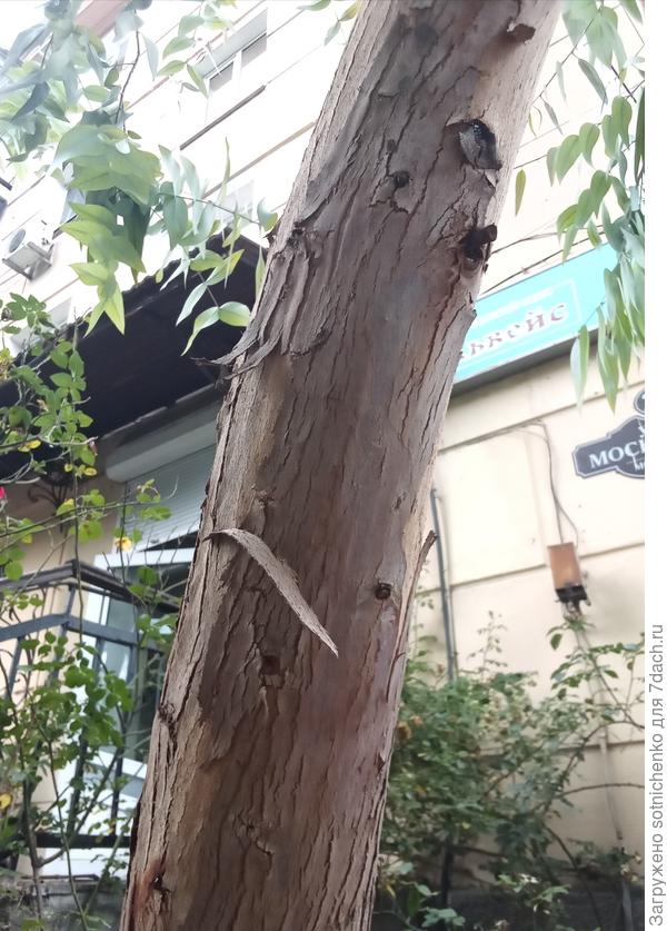 Частично отслаивающаяся кора.