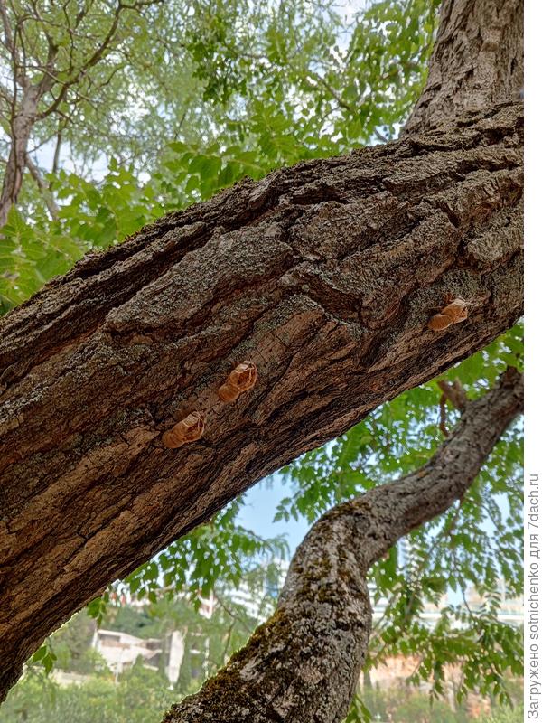 На фактурном стволе Кельрейтерии метельчатой расположилися экзувии цикад.