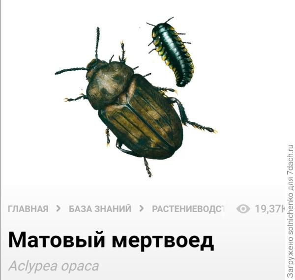 Информация из интернета о матовом мертвоеде.