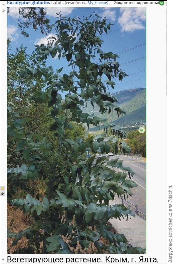 Эвкалипт шаровидный, Ялта, ул. Блюхера. Фото на сайте Плантариум.