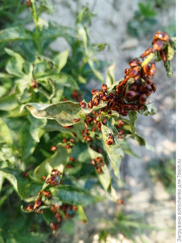 Лигей пятнистый ?