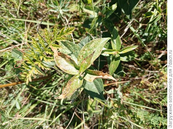 "Обглолав" одно растение, массово перебрались на следующее.