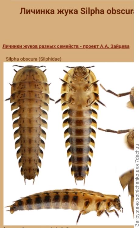 Личинка тёмного мёртвоеда.