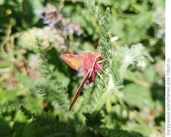 Сегодняшнее фото.