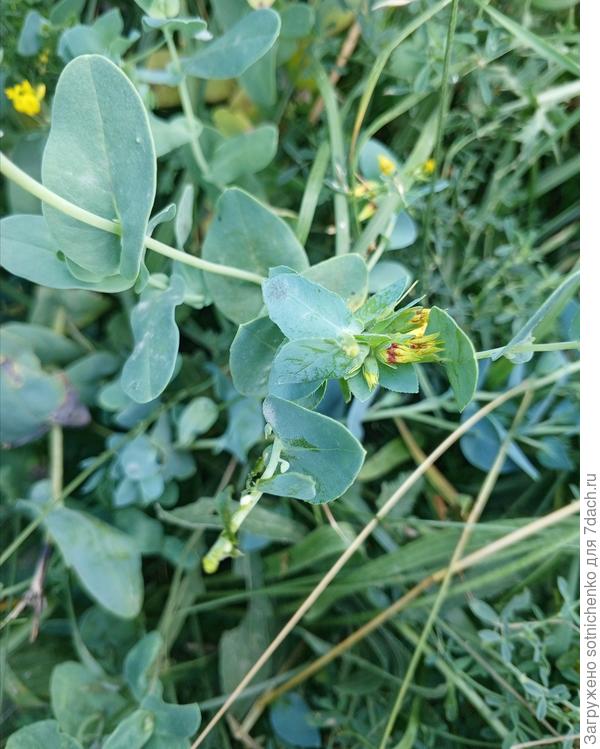 Надломила веточку, млечного сока нет, листья при растирании не пахнут.