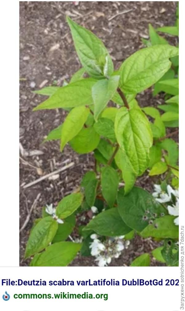 Дейция шершавая на сайте Википедия.