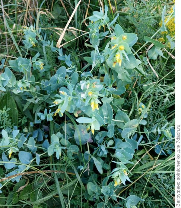 Сегодняшнее фото. Перевальное.