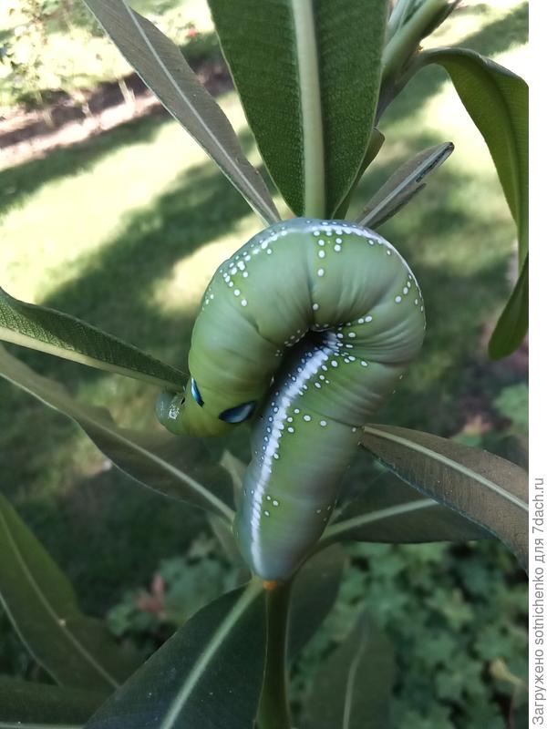 Гусеница Daphnis nerii. Фото я  сделала 08.09.23