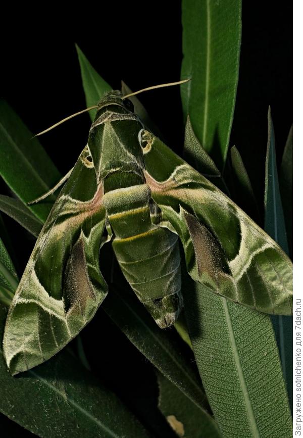 Бражник олеандровый. Фото октябрь 2023. Автор фото KEkaterina. ЮБК.