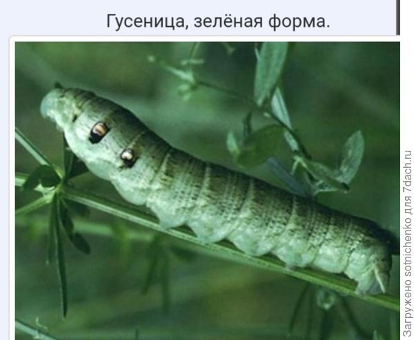 Гусеницы винного малого бражника.