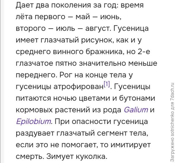 Информация о бражник винном малом из интернета.