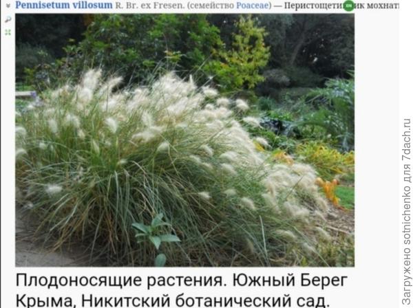 Пеннисетум мохнатый.