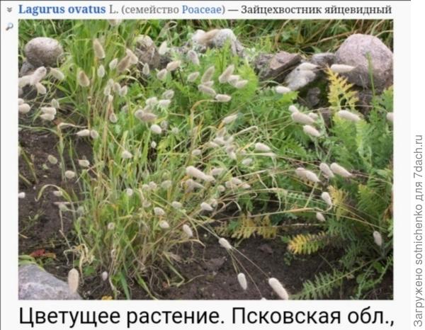 Зайцехвостник яйцевидный.