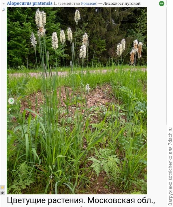 Лисохвост луговой.