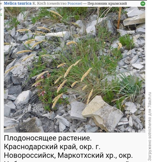 И мой фаворит Перловник крымский.