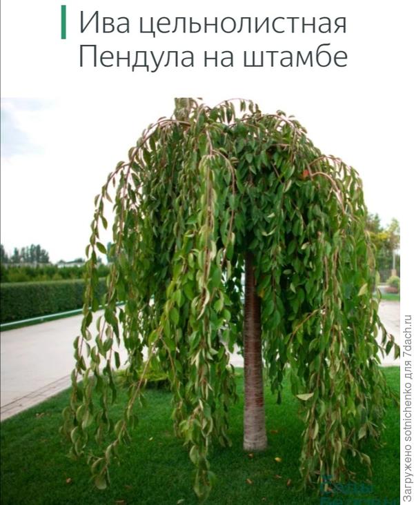 Ива цельнолистная.