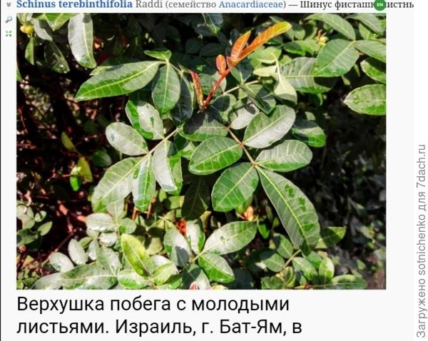 Шинус фисташколистный на сайте Плантариум.