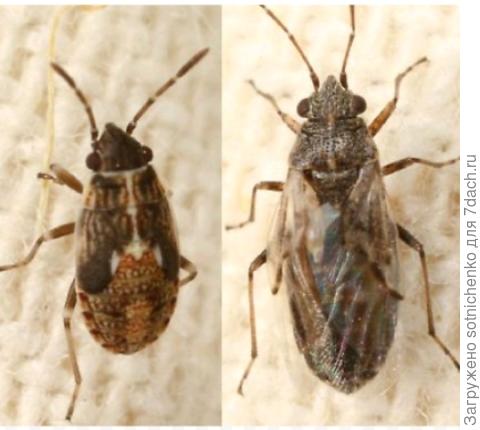 Нимфа слева, справа имаго Клопа наземника.
