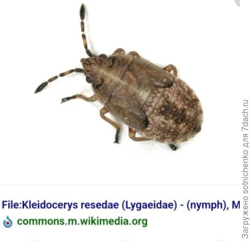 Нимфа Наземника резедового или березового клопа.