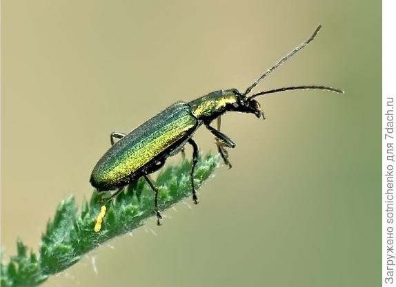 Зеленокрылка. Фото из интернета.
