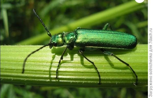 Ясенева я шпанка. Фото из интернета.