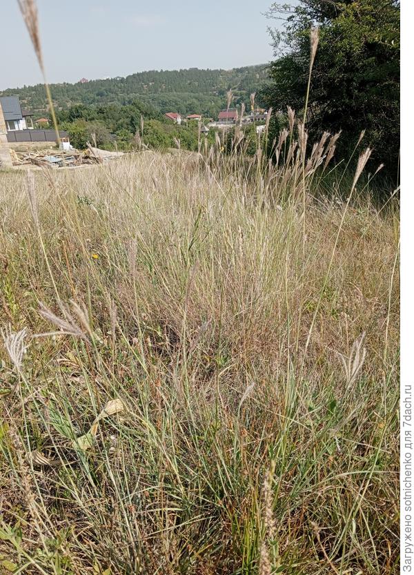 Сегодняшнее фото. Перевальное Крым.