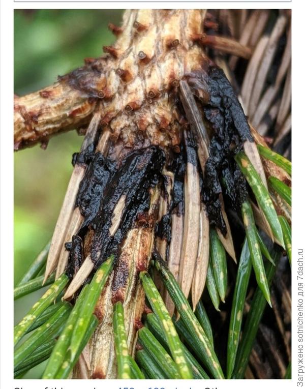 Herpotrichia juniperi. Фото на сайте Википедия.