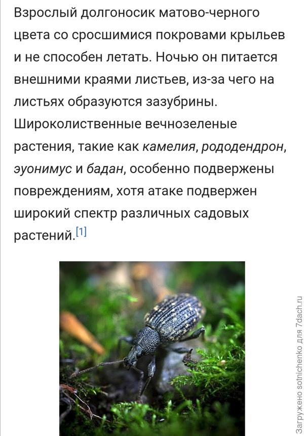 Информация из Википедии.