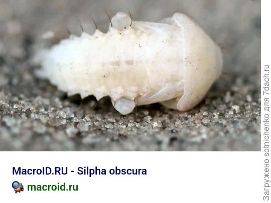 Куколка мертвоеда.