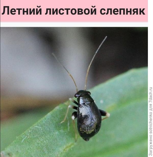 Halticus apterus. Фото на сайте Википедия.