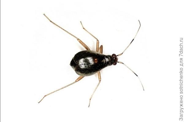 Orthorotus rufifrons, самка. Фото на сайте Википедия