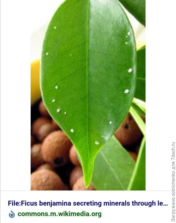 Выделение минералов на листьях Фикуса Бенжамина. Фото на сайте Википедия.