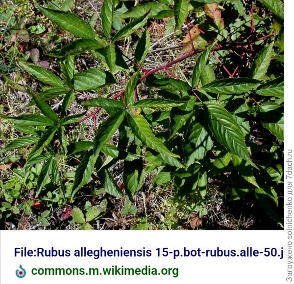 Ежевика аллеганская на сайте Википедия.